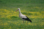 White Stork   Ciconia ciconia