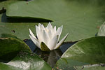      Nymphaea alba