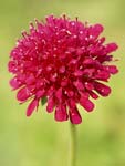     Knautia midzorensis