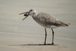 Willet    Tringa semipalmata