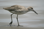 Willet    Tringa semipalmata