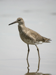 Willet    Tringa semipalmata