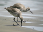 Willet    Tringa semipalmata