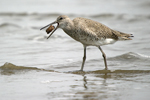 Willet    Tringa semipalmata