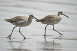 Willet    Tringa semipalmata