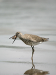 Willet    Tringa semipalmata