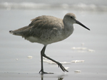 Willet    Tringa semipalmata