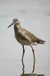 Willet    Tringa semipalmata