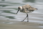 Willet    Tringa semipalmata