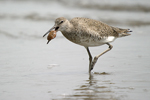 Willet    Tringa semipalmata