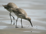 Willet    Tringa semipalmata