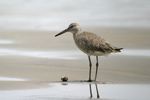 Willet    Tringa semipalmata