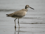 Willet    Tringa semipalmata