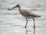 Willet    Tringa semipalmata