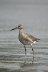 Willet    Tringa semipalmata