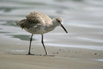 Willet    Tringa semipalmata