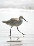 Willet    Tringa semipalmata