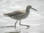 Willet    Tringa semipalmata