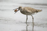 Willet    Tringa semipalmata