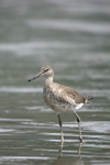 Willet    Tringa semipalmata