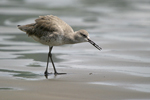 Willet    Tringa semipalmata