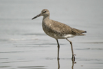 Willet    Tringa semipalmata