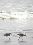 Willet    Tringa semipalmata