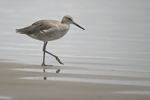 Willet    Tringa semipalmata