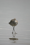 Willet    Tringa semipalmata