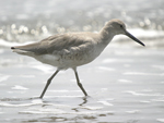 Willet    Tringa semipalmata