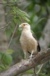 Yellow-headed Caracara    