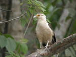 Yellow-headed Caracara    