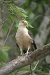 Yellow-headed Caracara    Milvago chimachima