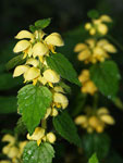 Yellow Archangel   Galeobdolon luteum	