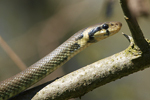 Aesculapian Snake    Zamenis longissimus