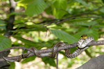 Aesculapian Snake    