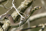 Aesculapian Snake    Zamenis longissimus