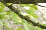 Aesculapian Snake    Zamenis longissimus