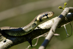 Aesculapian Snake    Zamenis longissimus