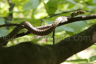      Zamenis longissimus