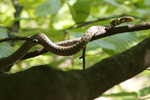 Aesculapian Snake    Zamenis longissimus