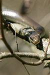 Aesculapian Snake    Zamenis longissimus