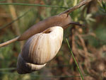 Zebra Snail   Zebrina detrita